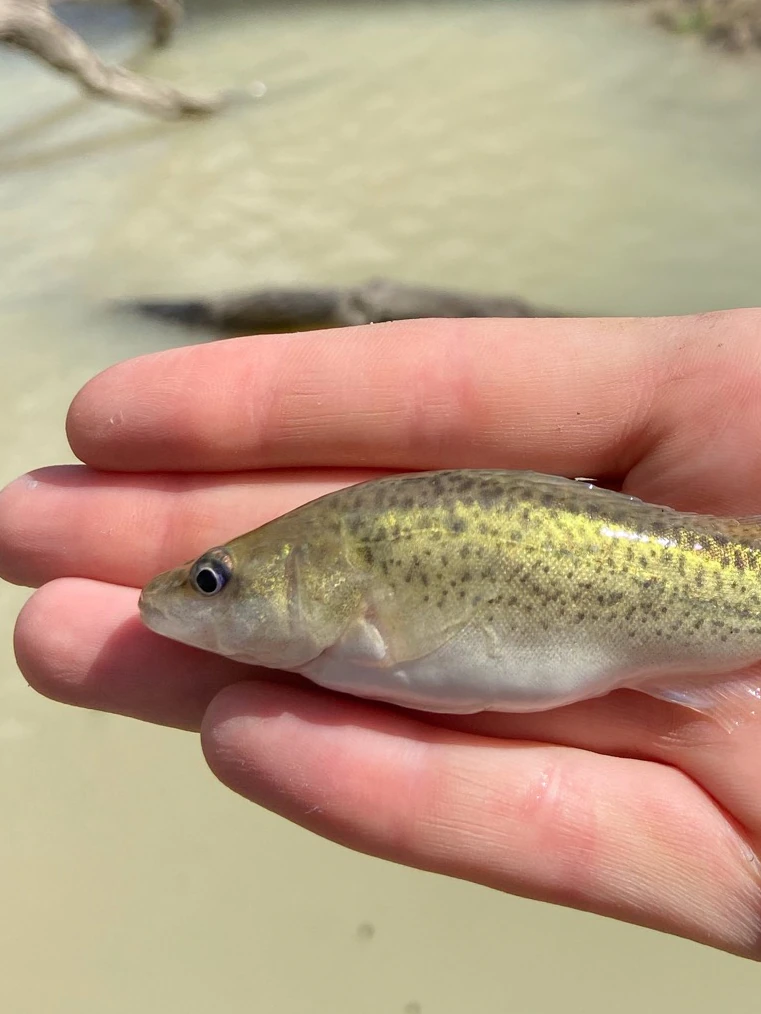 How landholders are conserving native fish from being sucked out of the Darling River