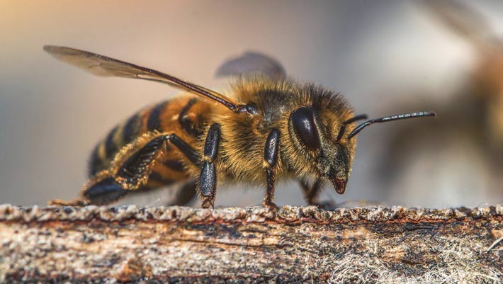 Gentle Zealand Honeydew Honey Has Superb Antioxidant Properties, Peek Reveals