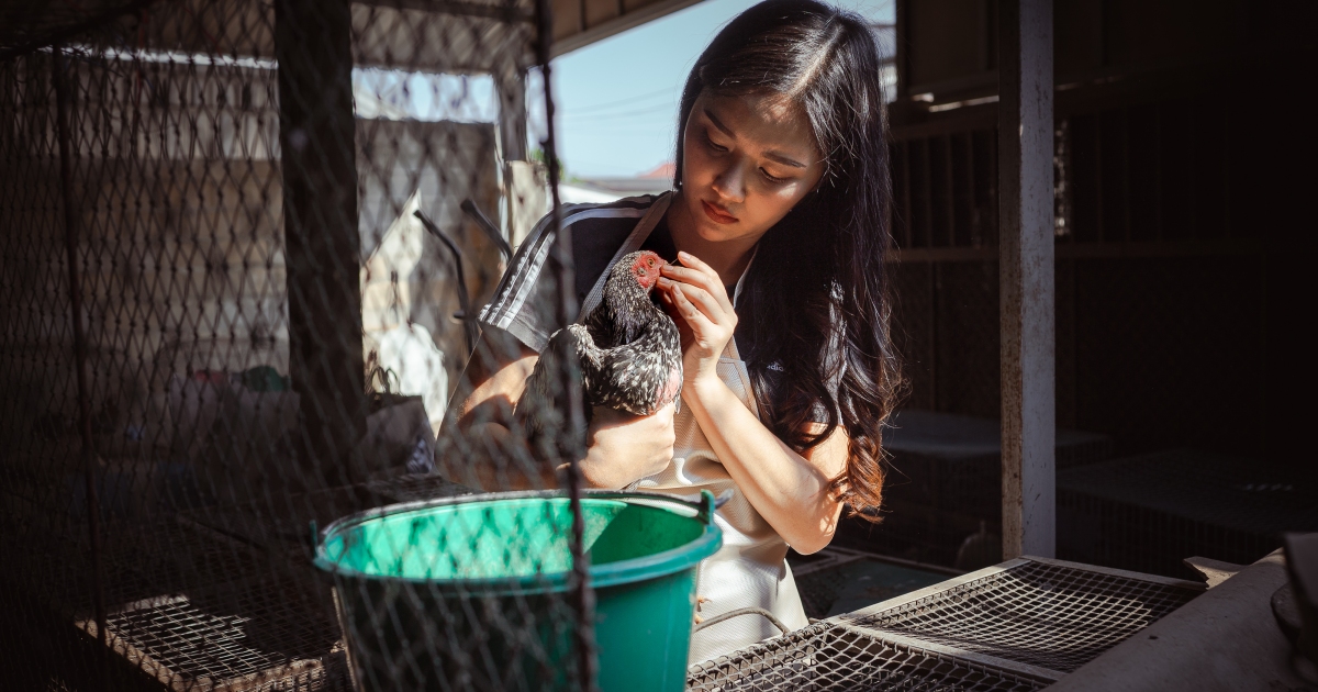 Gamefowl millionaire: Thai females safe fortunes in cockfighting