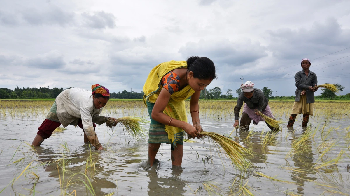 Why India Holds the Key to Global Rice Market Outlook – Grunt of The united states – VOA Data