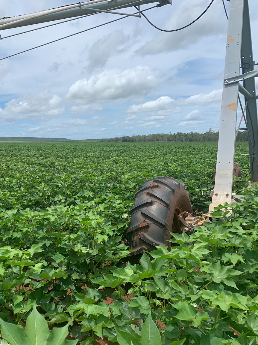 Agricultural fund can pay $25 million for NT property, plans to prolong cotton crop