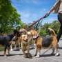 Look suggests to blame ownership is fundamental to combating dogs assaults
