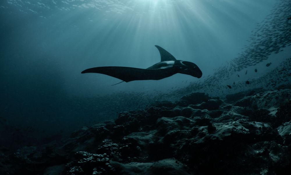 Panerai, Razer And Conservation World Be a part of Fingers To Pork up Manta Ray Conservation