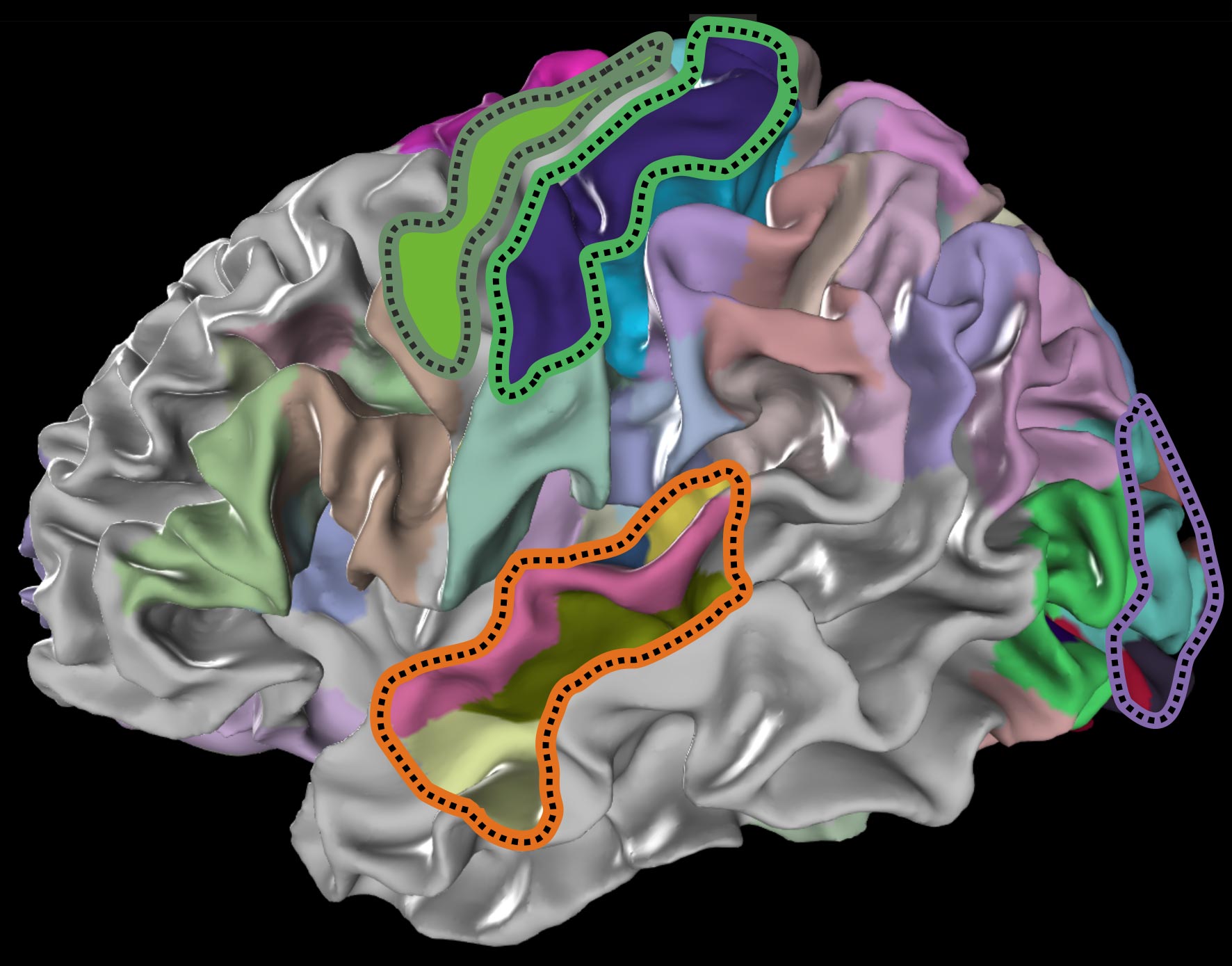 Human Brain Challenge: Scientists Shed Contemporary Gentle on Human Brain Organization