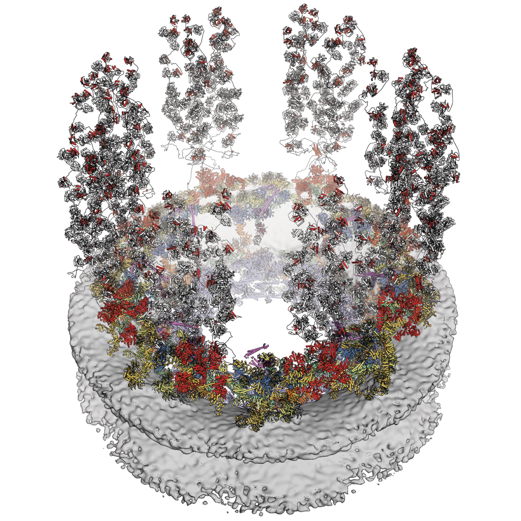 Decoding the Nuclear Pore Advanced of the Cell, Atom by Atom