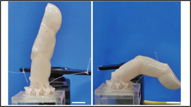 Scientists attain nearer to growing human-esteem robot that can heal itself