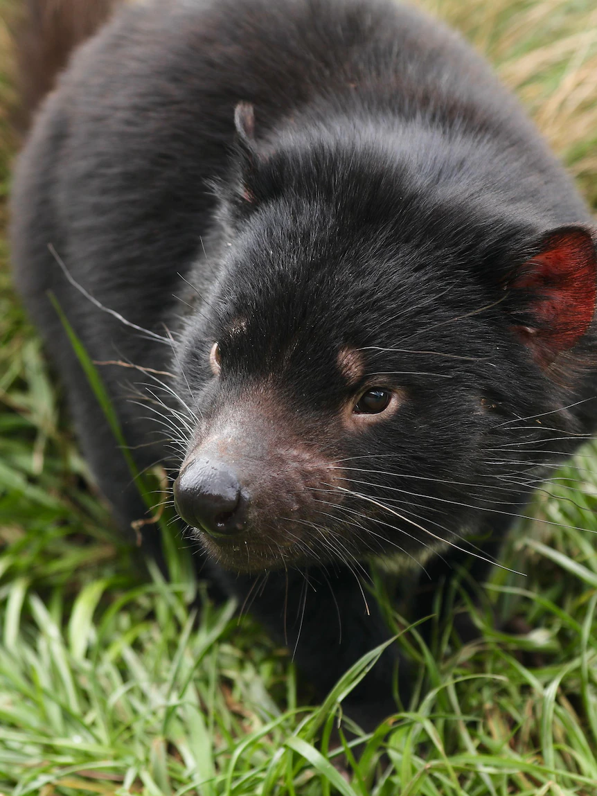 ‘Already steps forward’: Tasmanian devil breeding program success