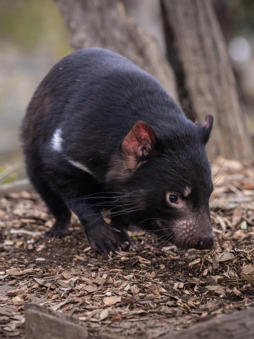 COVID-19 vaccines give ‘broad enhance’ to researchers seeking to save Tassie devils