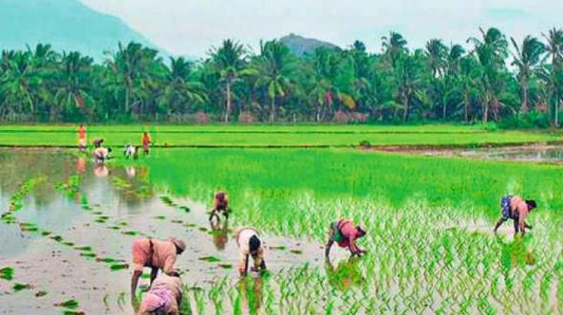 Slash holiday: YSRC working to unravel farmers’ considerations