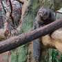 ‘Monkey media player’ suggests zoo animals may maybe per chance maybe bag to listen to