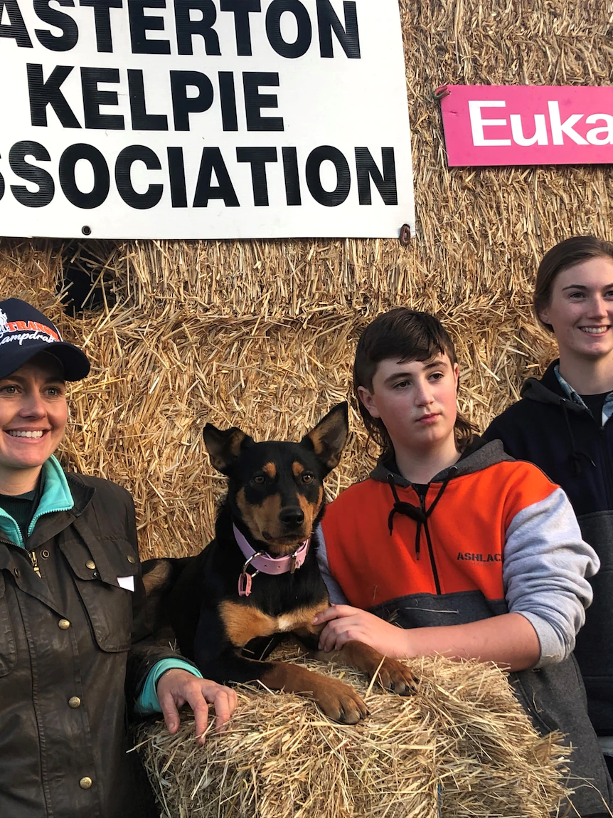 Kimmy is high dogs as dozens of kelpies rounded up for auction