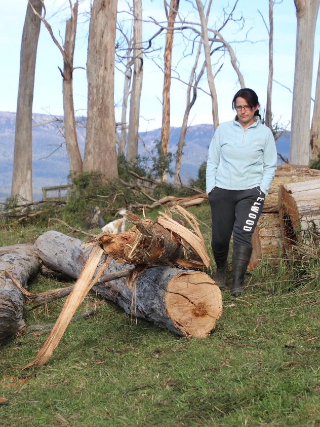 Cows overwhelmed by trees in wild winds, injure invoice in thousands and thousands