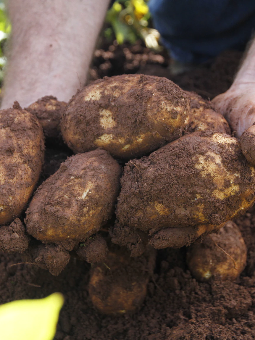 McCains Meals producing green energy through potatoes in Australian first