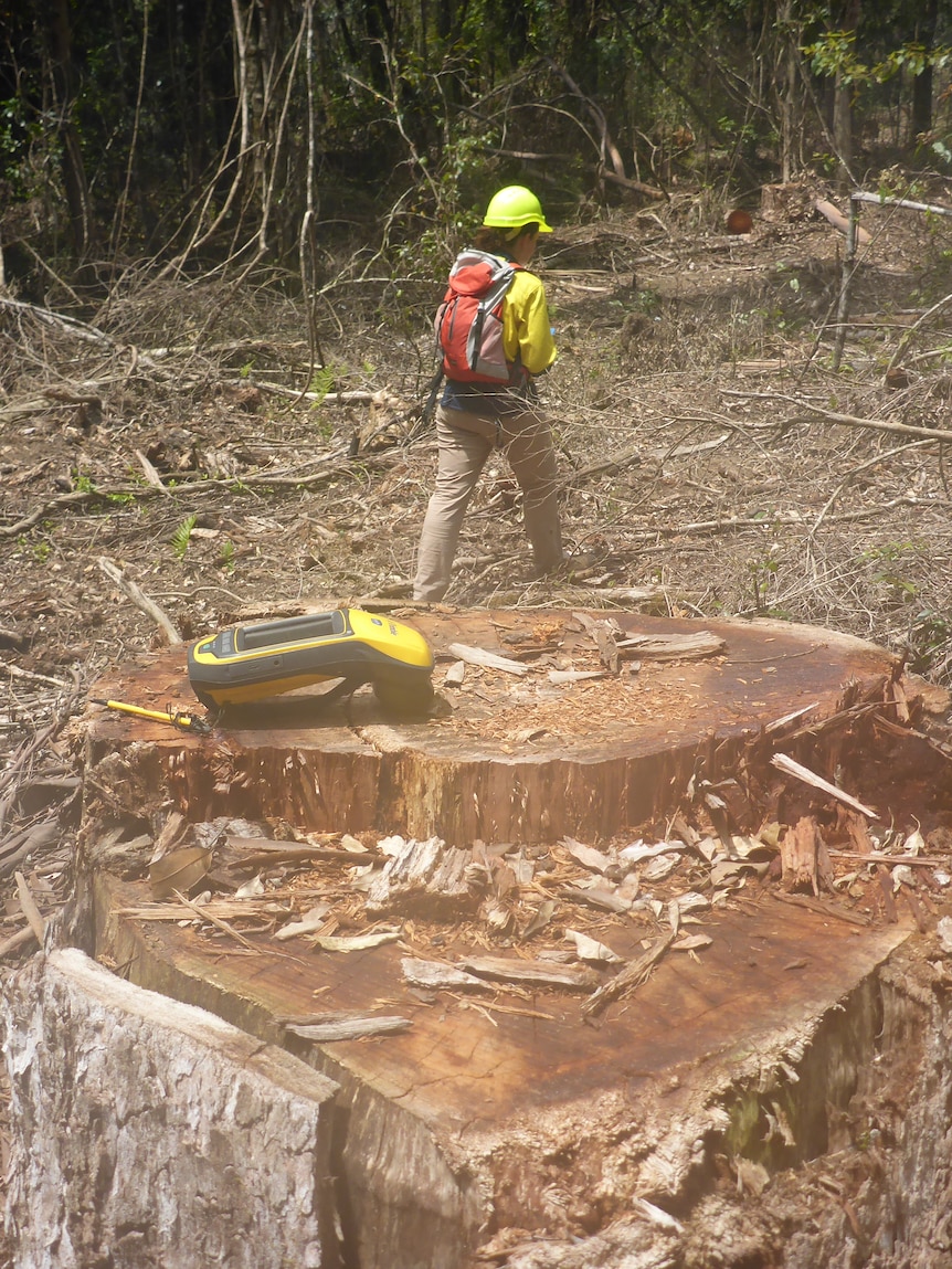 Forestry Company guilty of felling in koala exclusion zones advance Coffs Harbour