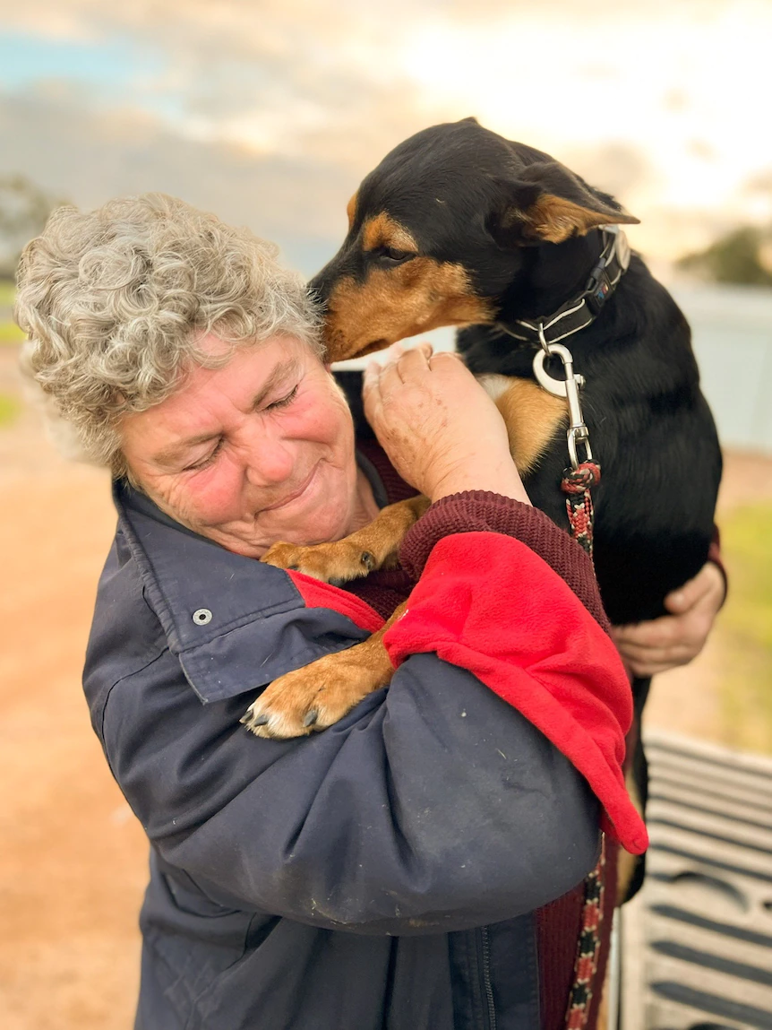 Working bask in a dog: College’s in for kelpies and their handlers as demand for muster canine rises