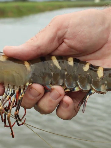 Prawn fishers endure ‘worst season yet’ as high gasoline costs chunk