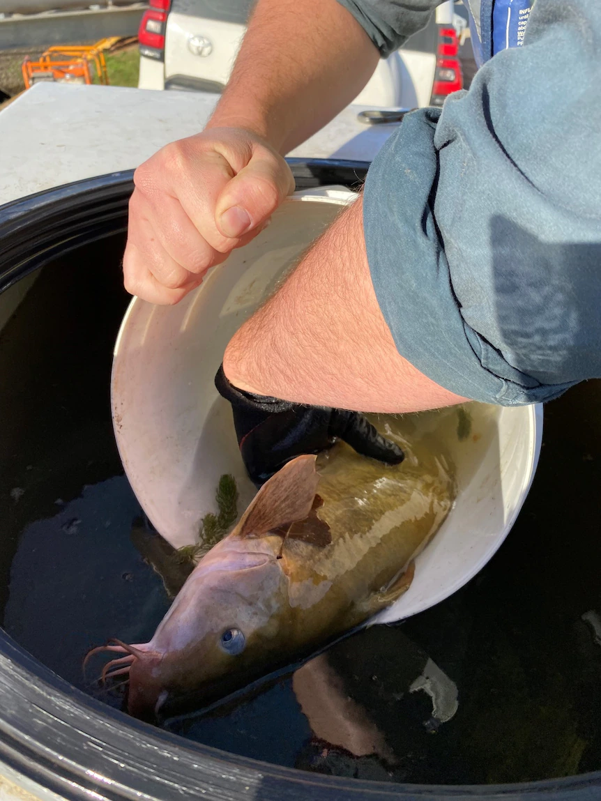 Endangered catfish procure marooned in Sunraysia’s irrigation channels, but or not it’s unlawful to serve