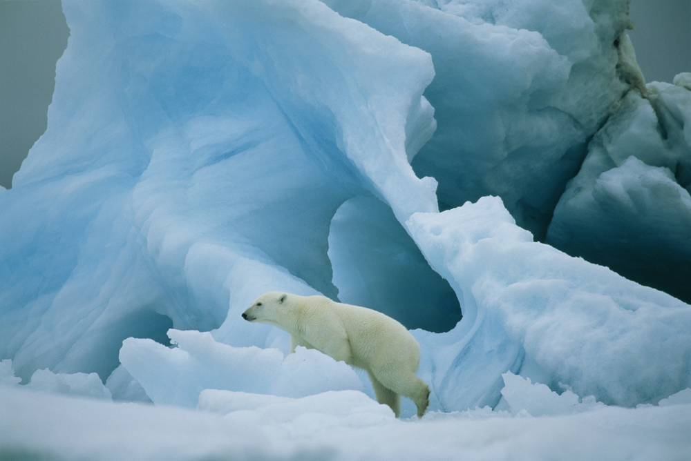 Scientists Name New Polar Bag Inhabitants Uniquely Ready for Climate Commerce
