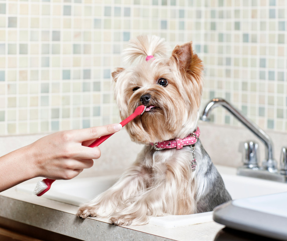 25 Most efficient Dog Toothpastes for 2022