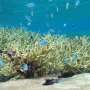 As staghorn coral declines alongside Florida tear, planting project assessments restoration belief