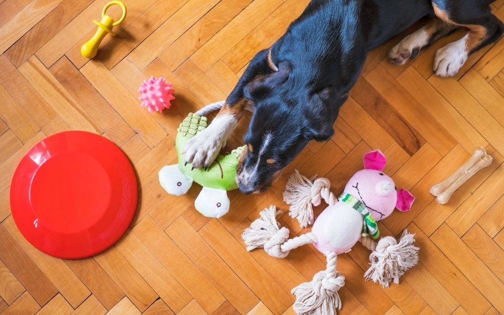 Simplest dog toys of 2022