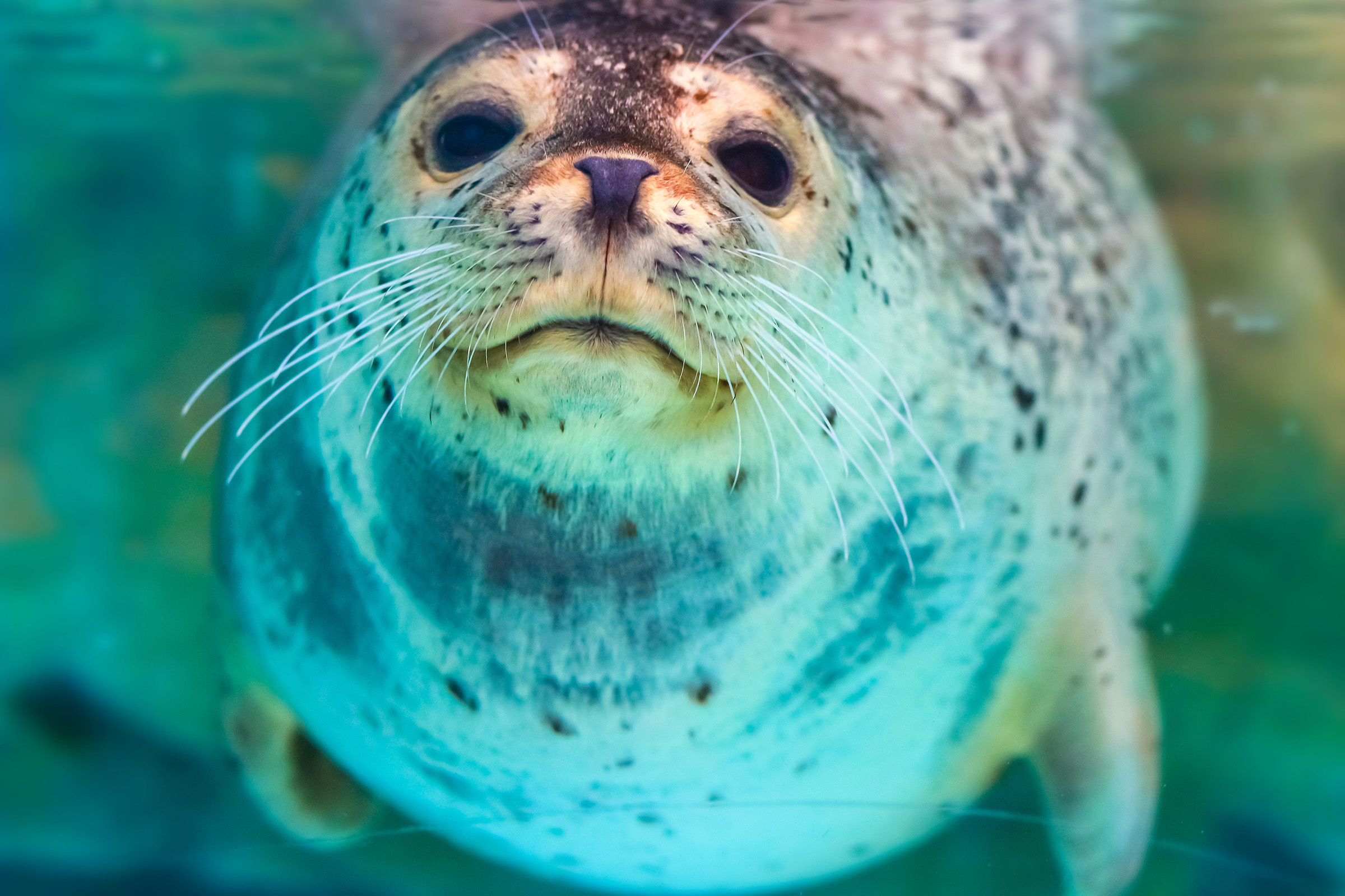 New look reveals how seals hunt within the deep ocean the use of vibrations