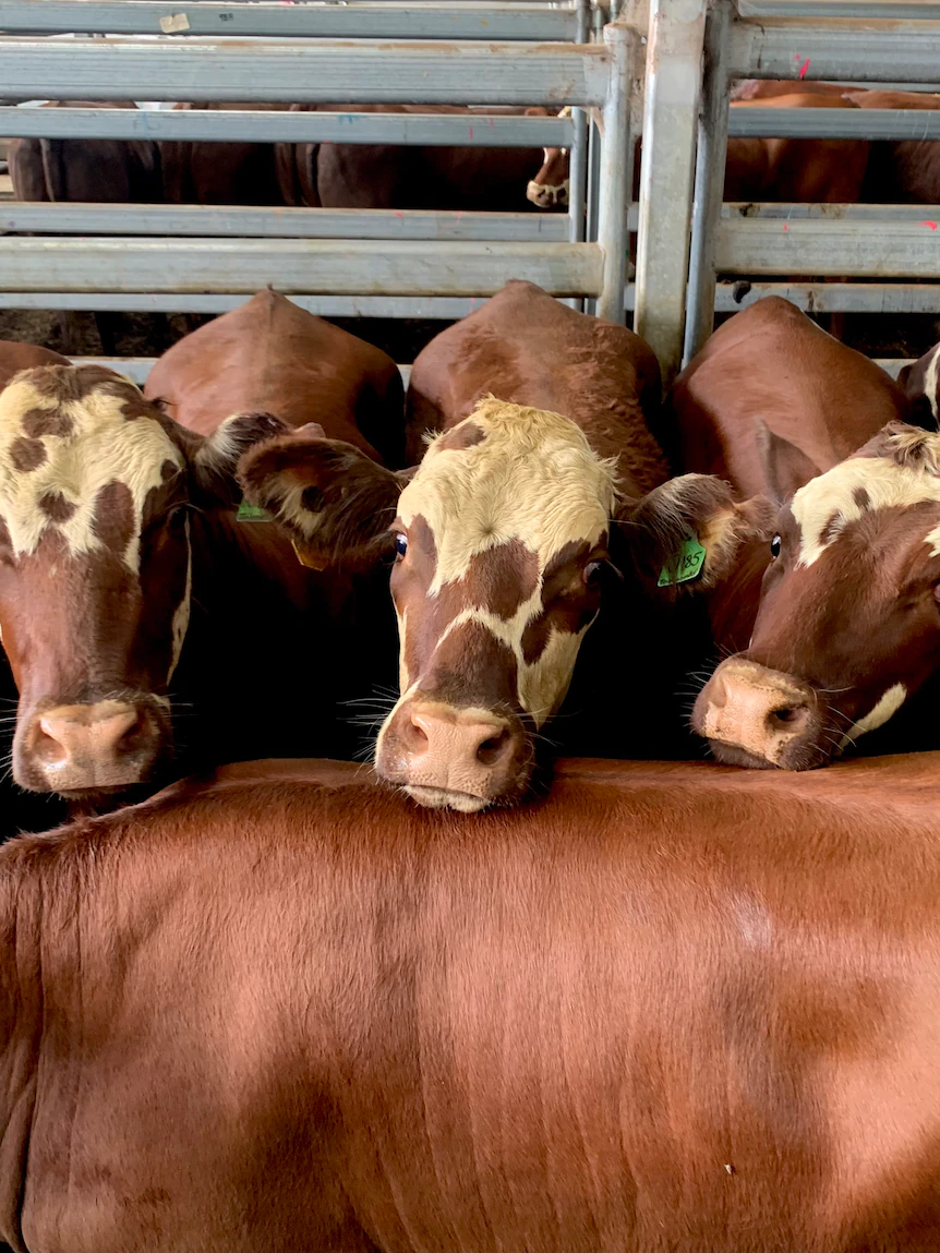 On line casino cattle producers myth mighty year with more than $200 million in gross sales