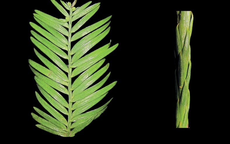 Redwoods Develop Unfamiliar Leaves to Suck Water from Air