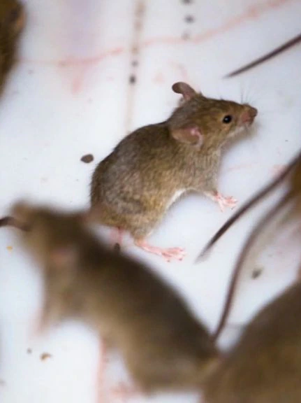 Farmers, rural residents warned to be vigilant to forestall one more mouse plague