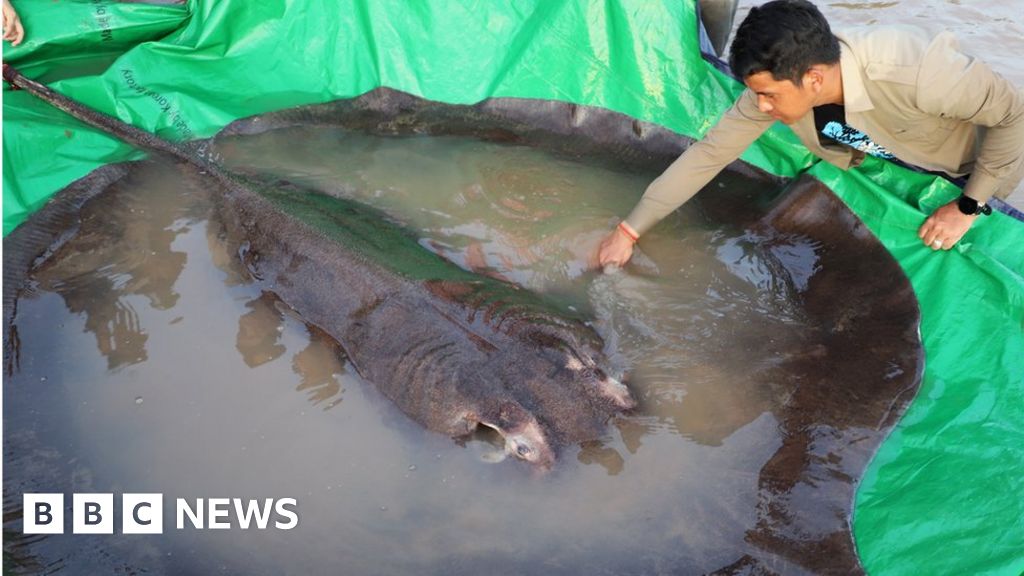 World’s ideal freshwater fish discovered in Cambodia