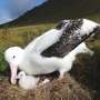 Albatross populations are declining due to invasive mouse species