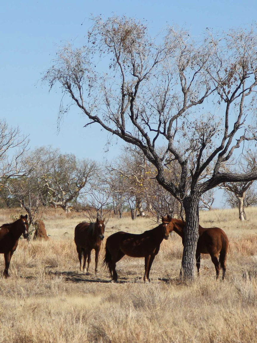 Police drop dozens of costs over alleged mass horse killing in NT