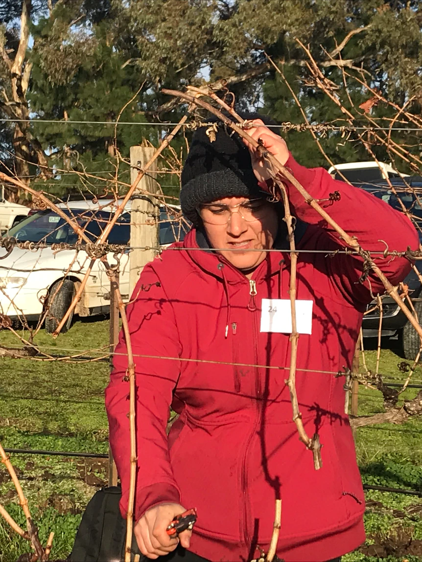 Historical past made on the triumphant return of South Australia’s top vine-pruning competition