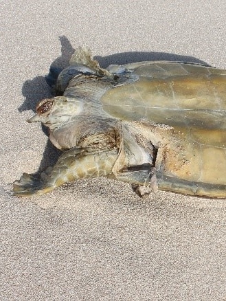 Indonesian fishermen blamed for butchering protected turtles on Australian islands