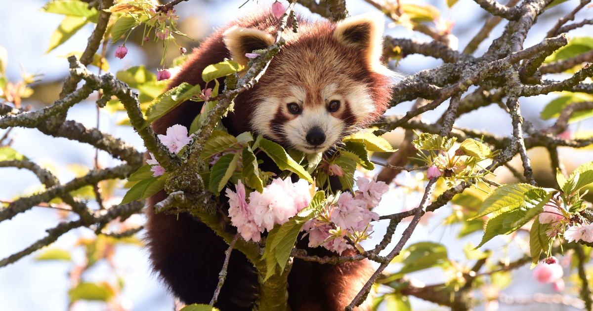 UN biodiversity meet moved from China amid ‘zero-COVID’ system