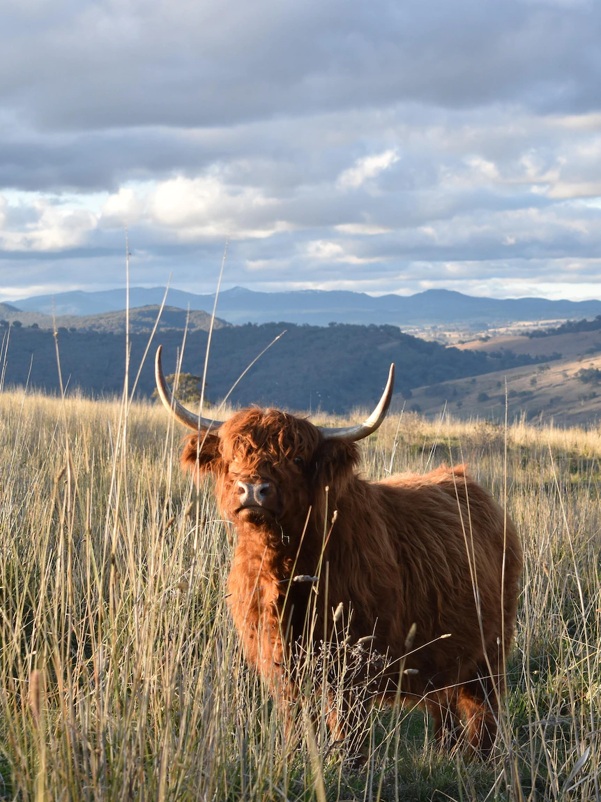 Shaggy coat, mighty fringe a success with hobby farmers as ‘handsome’ Highland cow trends in market