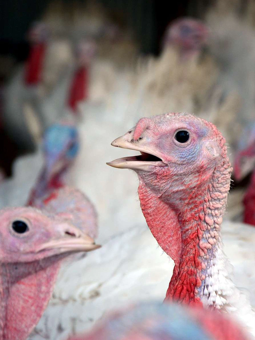 Firm fined for challenging turkeys one day of avian influenza outbreak