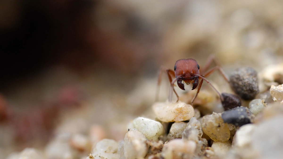 Fossil-finding ants amass spacious haul of veteran creatures