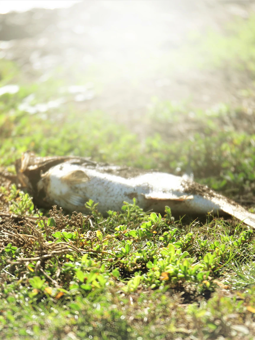 A total bunch of fish deaths in ‘trophy bass’ dam gallop away anglers baffled