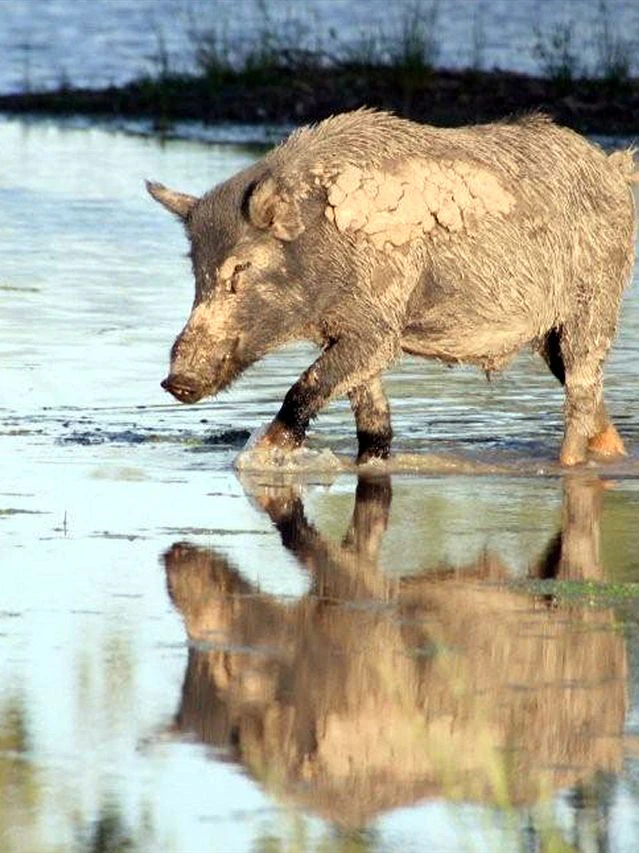 Some distance north on alert after Jap encephalitis detected in feral pigs