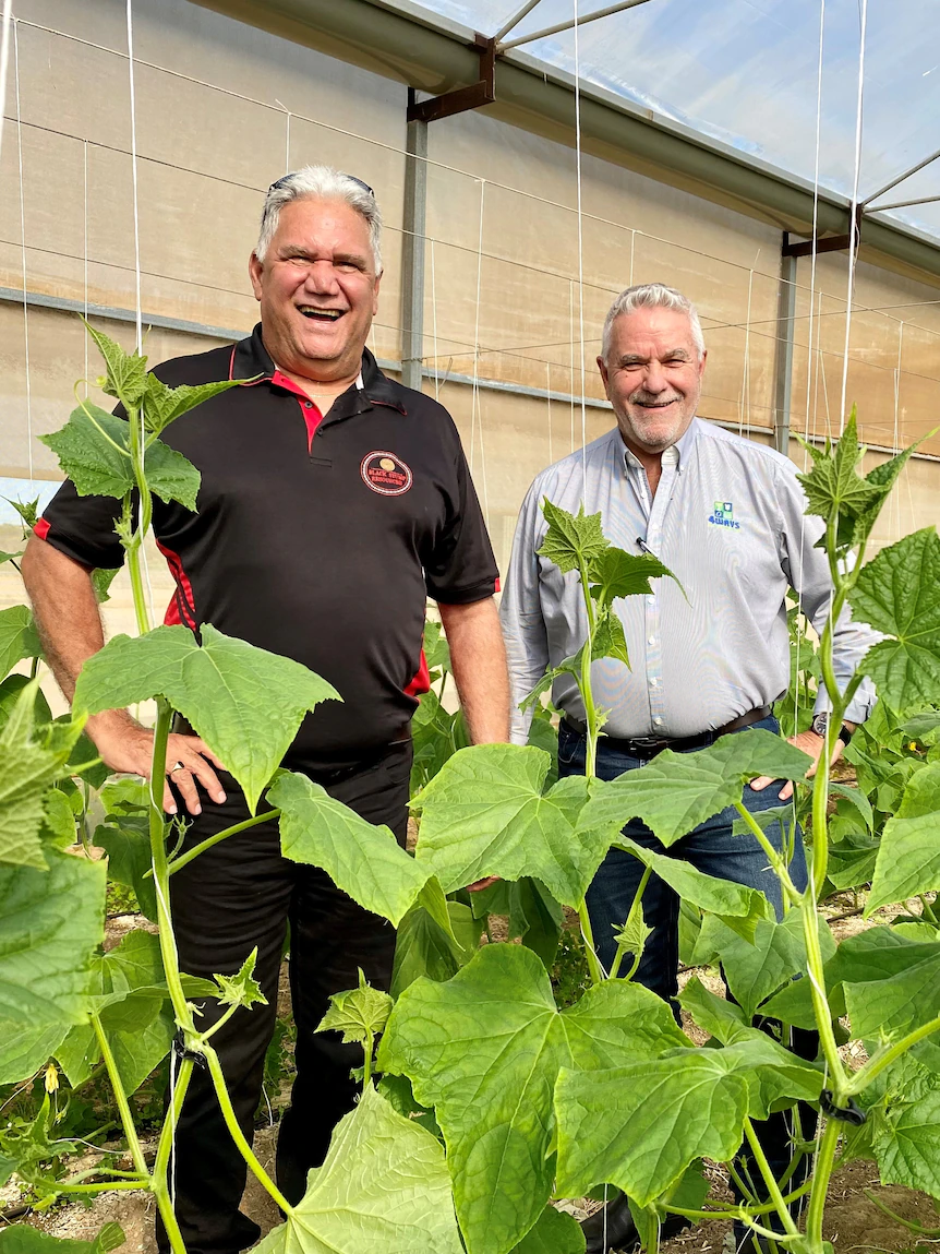 Big WA cucumber farm to originate legacy for future Indigenous generations