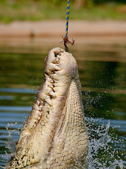 Groceries taking a piece out of your budget? Factor in feeding 3,500 crocodiles