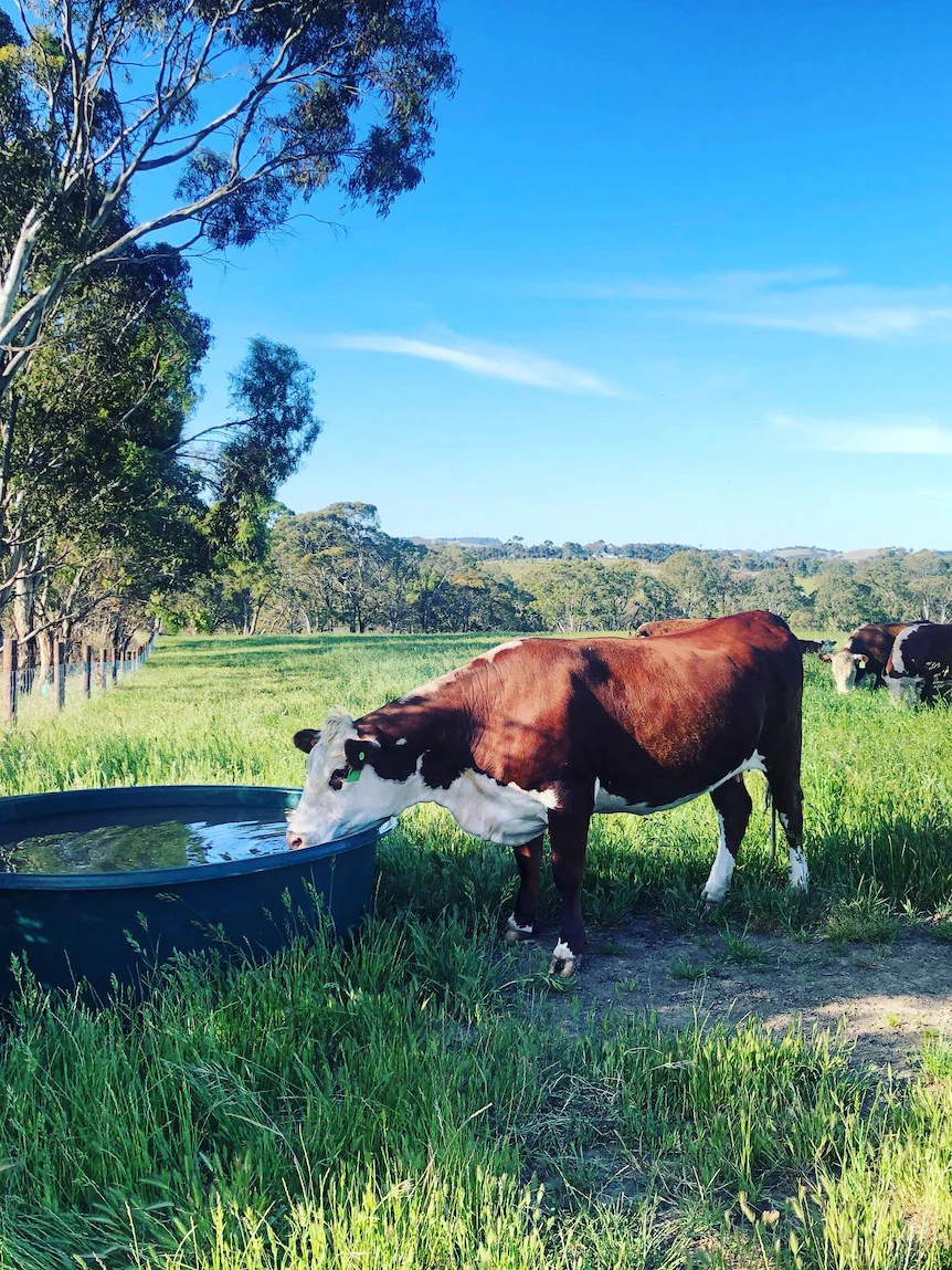 Half a Cow web attach of abode helps customers eradicate meat reveal from farmers