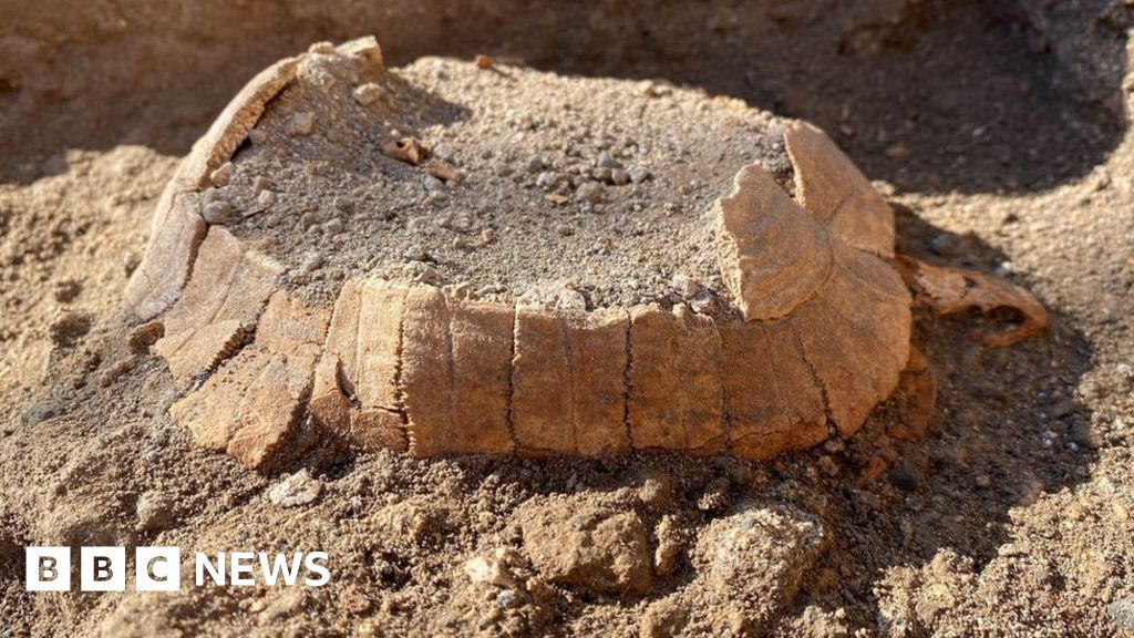 Pompeii: Feeble pregnant tortoise surprises archaeologists