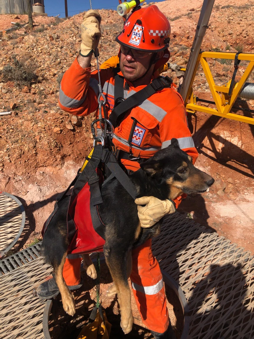 ‘Very gratified’ canines rescued from 12-metre mine shaft in Coober Pedy