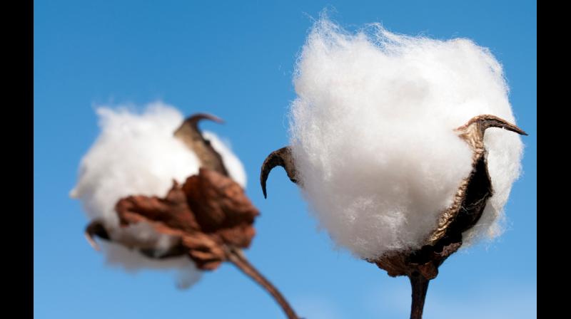 Paddy farmers shifting to cotton in Adilabad