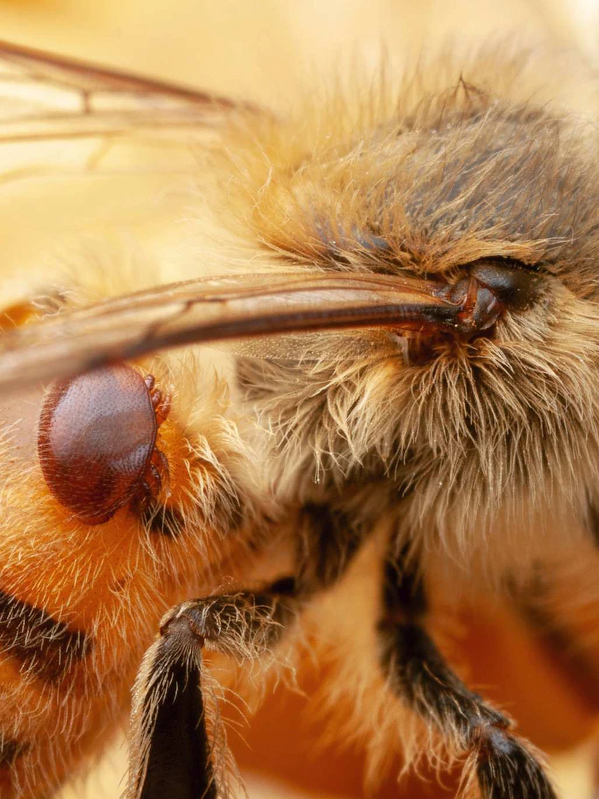 Varroa mite detection at Port of Newcastle threatens Australia’s bee industry