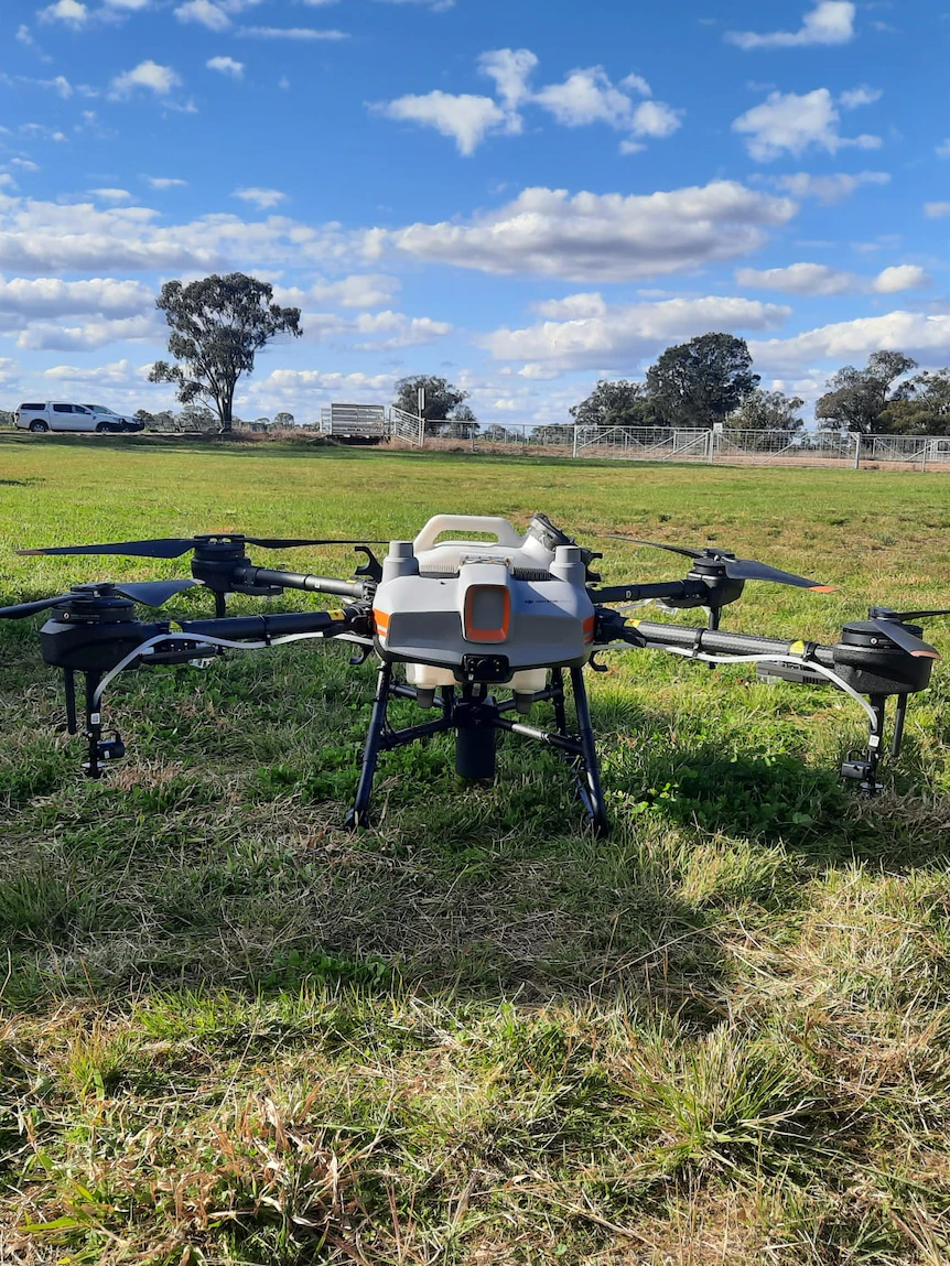 Drone know-how helps farmers observe feral pigs and pests