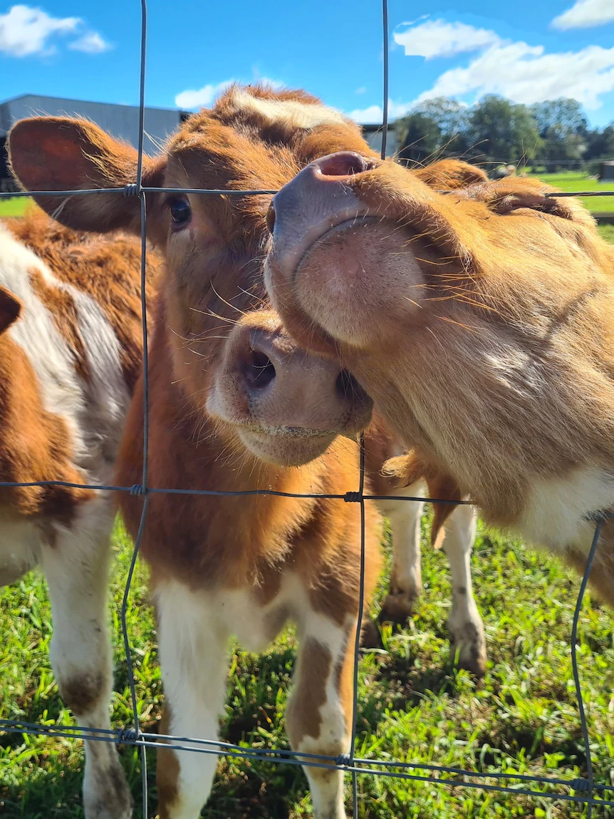 Sunshine Flit dairy finds unusual ways to decrease slaughter of unwanted male calves