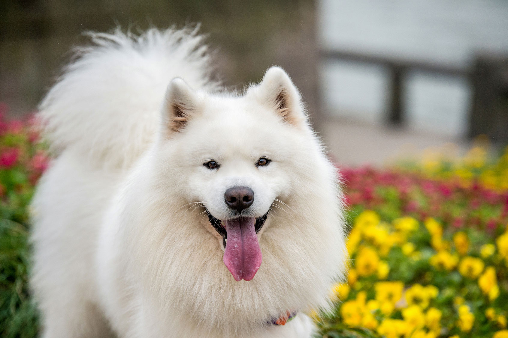 The 20 cutest dog breeds, per science